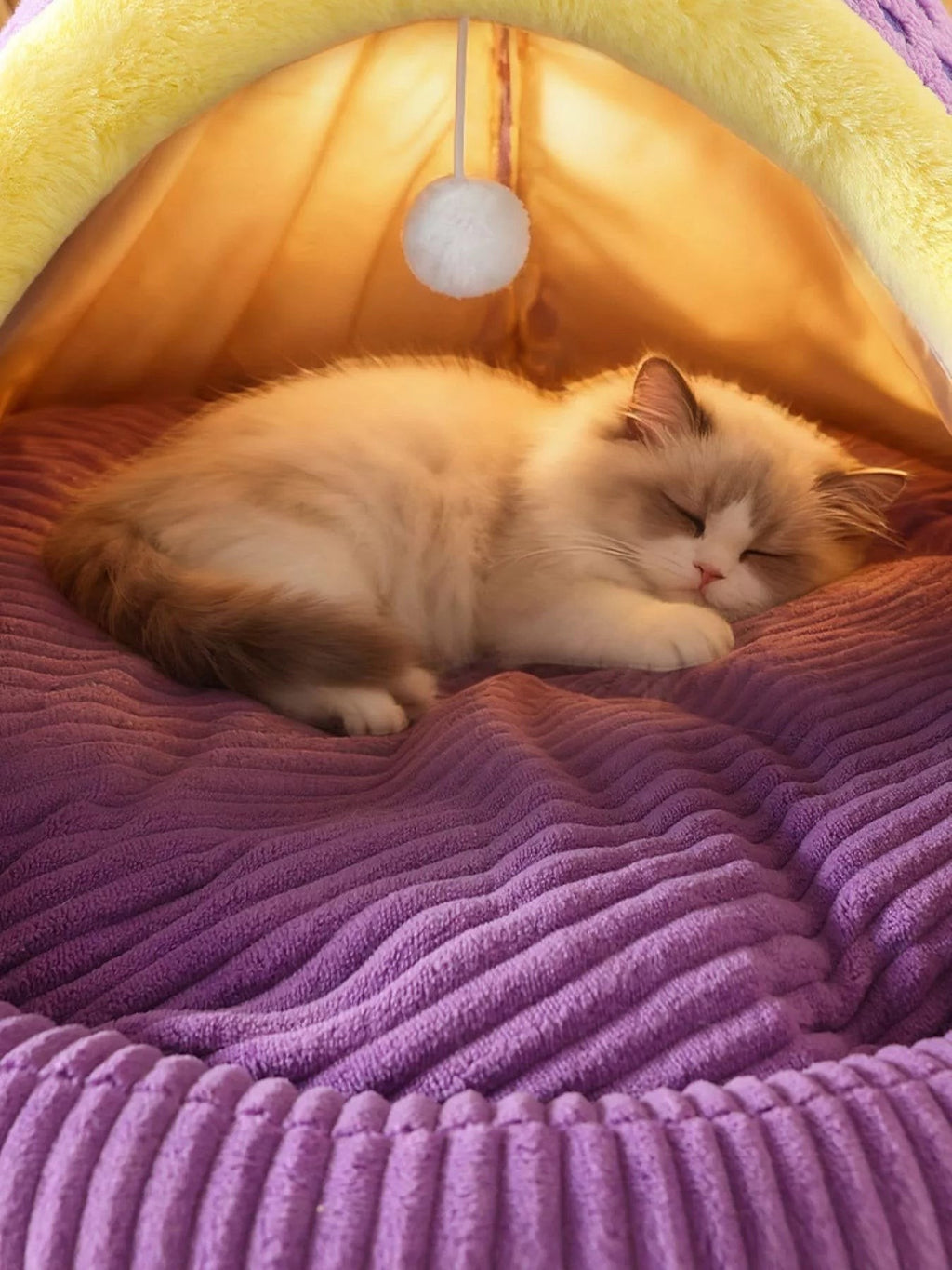 little pets club plush cat tent bed with purple corduroy base and yellow trim, featuring a sleeping ragdoll cat.
