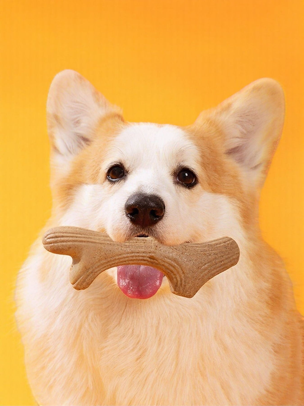 Little Pets Club corgi dog holding a tan, bone-shaped chew toy in its mouth against an orange background.
