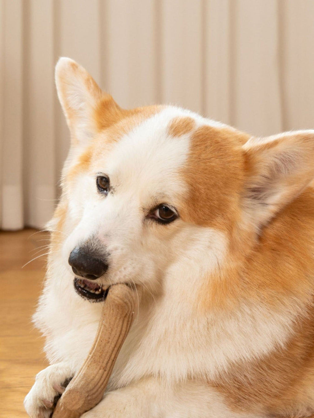 Little Pets Club corgi dog chewing a durable, textured, light brown chew toy made from pet-safe material.