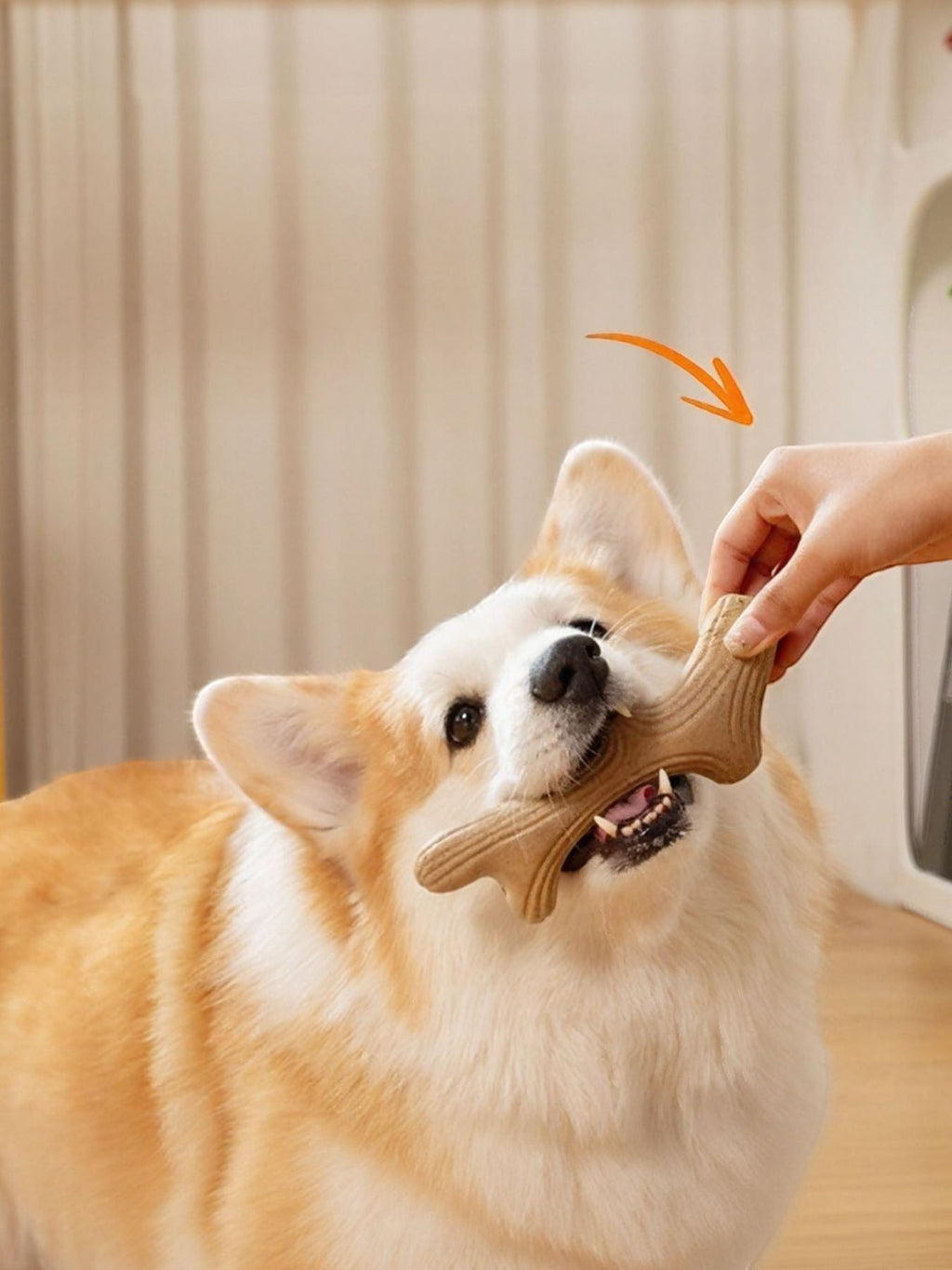 Little Pets Club tan bone-shaped dog chew toy made from durable material, held by a hand for a corgi.