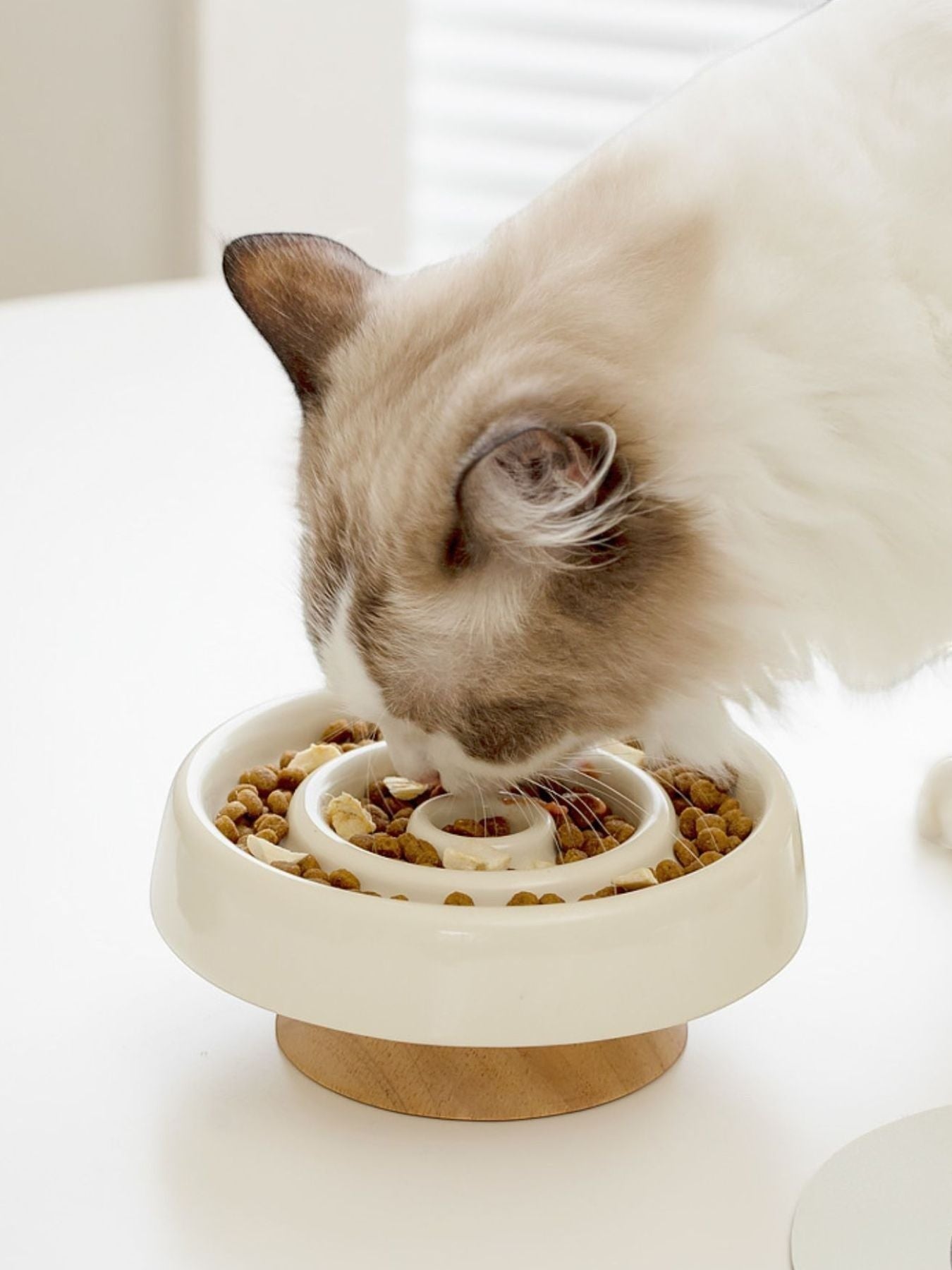 Little Pets Club white ceramic elevated slow feeder bowl with wooden base, filled with kibble, used by a cat.