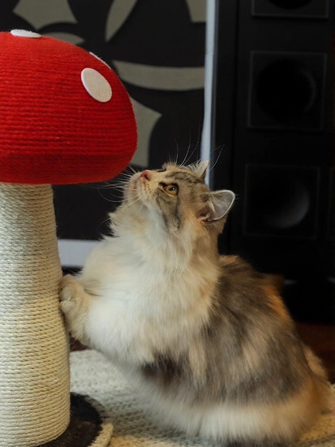 Little Pets Club Enchanted Mushroom cat scratching post with red cap and natural fiber stem, a fluffy cat is scratching it.