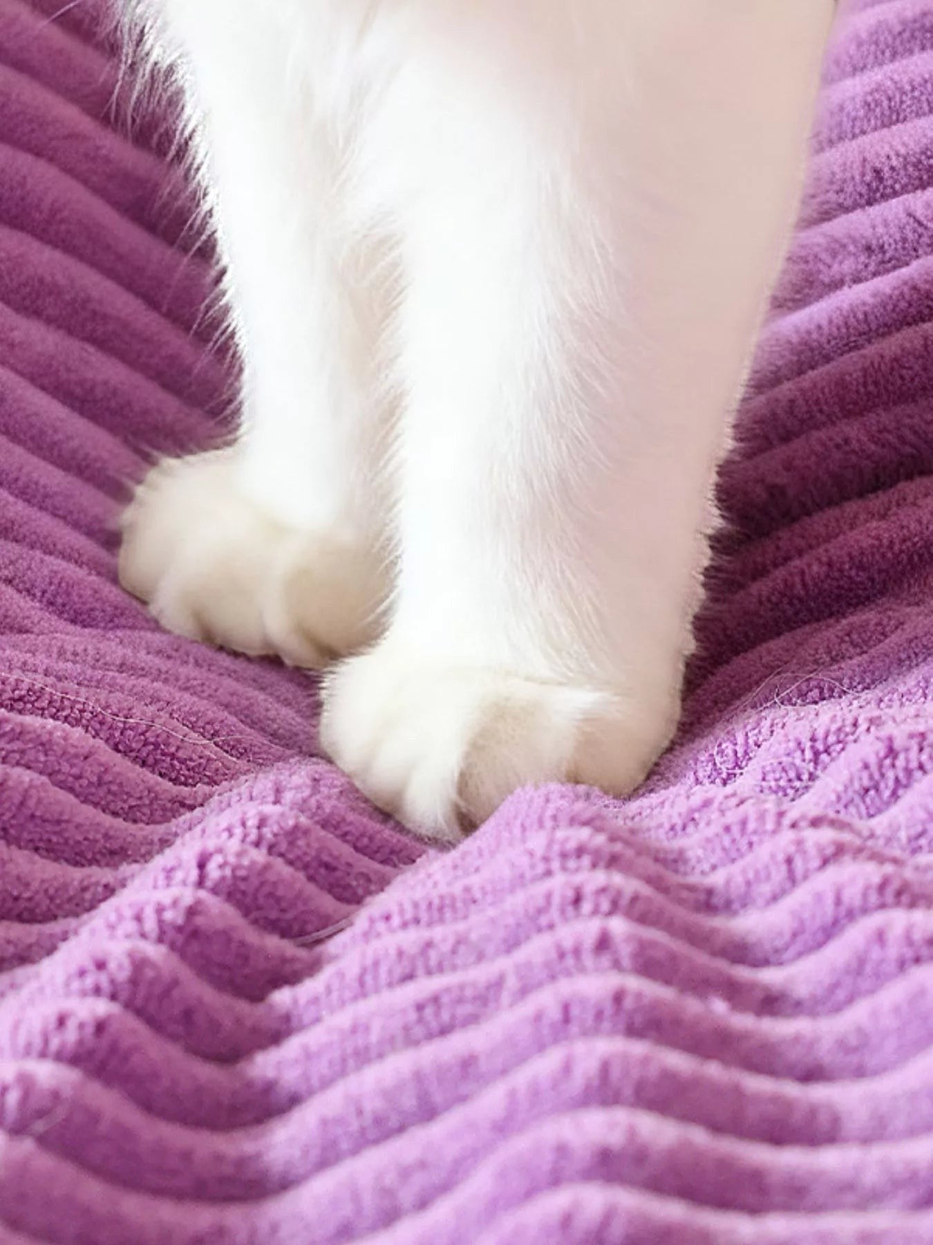 White cat paws resting on a plush purple corduroy pet bed. The bed has a soft, textured surface.
