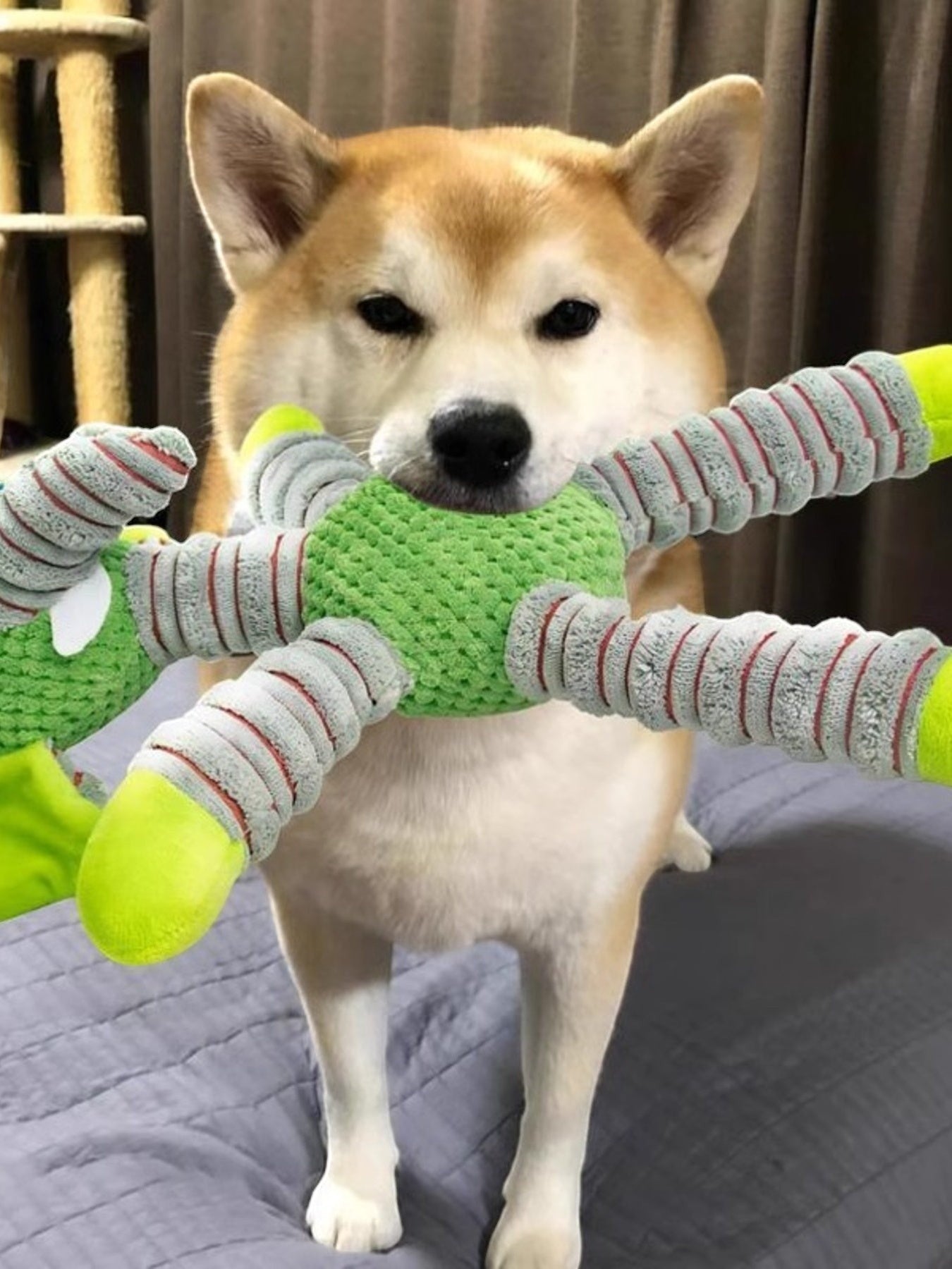Little Pets Club plush dog toy with green body and grey, red-striped legs. A Shiba Inu holds the toy.